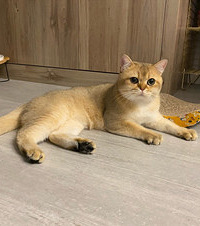 朋友都说它是被富养大的猫,但我觉得养宠物根据自己的条件来就行