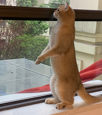 ���Ѷ�˵���Ǳ��������è�����Ҿ�������������Լ�������������