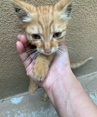 ֻɰл԰Сèֻèһֻٰ