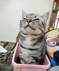家里的2只公猫都送去绝育,虽然心疼它们,但其实也是为了它们好