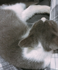 在外吃饭时逗老板的猫被抓伤,老板不仅免单还拿了一只猫“抵账”