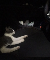 ����Է�ʱ���ϰ��è��ץ�ˣ��ϰ岻���ⵥ������һֻè�����ˡ�