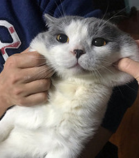 16斤重的猫真带感