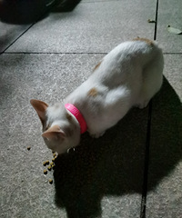 С���ڵ��ٰ�����è����������������11���ȥ�������ϵط�����