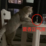 从没见过这么贪吃的猫