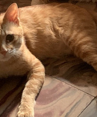 10���صĳ�����è����������������ʺ�������꣺��Ϫ��