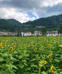 继黄水后第二个被重庆人民包围的避暑胜地,海拔高超凉快,风景美