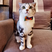 戴上领结后变猫届渣男