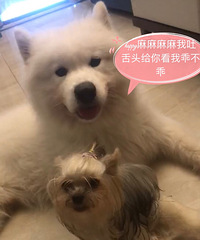 毛孩子们为了争风吃醋真的想尽一切办法,想做到雨露均沾真的很难