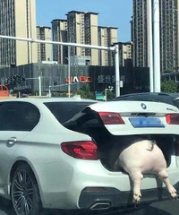 现在买猪肉流行用后备箱来装了啊,各位目测这车猪肉价值多少