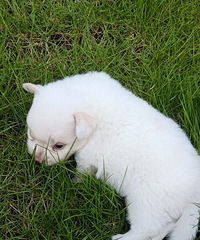 �����ɰ���ë�ܵ���������ë�Ǵ���ɫ�ģ�Ŀǰ1�����´�