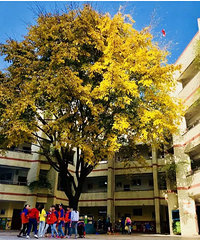 2020年重庆南岸区天台岗小学南湖校区招生通知,划片范围