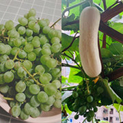 阳台的水果没有断供