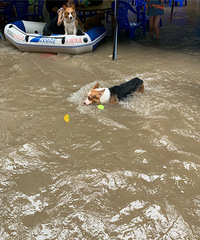 ˮ���齫�����ʤ��-ƫ�ҹ���