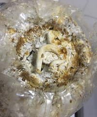 ������¼һ�������Ģ����