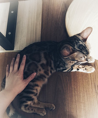 小朋友们太喜欢小动物了,他们俩在猫咖玩了4个小时也不喊累