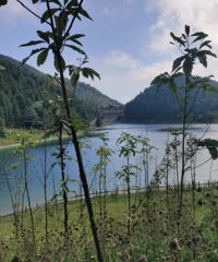太阳底下都不觉得热的露营基地,景美设施全,在这避暑不要太爽