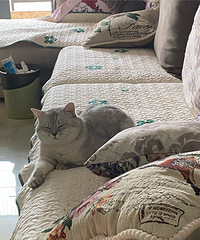 晒晒我们家肥滚滚的猫,已有10斤重,胖得连脖子都没啦...