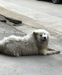 �о����ﹷ���ǲ��ʺ�����ũ����������ַ���С�ױ�С��