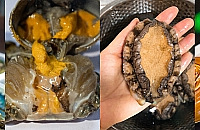 我在这里轻松实现鲍鱼自由,还省了一大笔钱