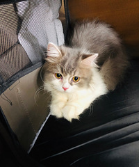 新接回家的小猫一点也不怕生,很活泼,晚上还要和我女儿一起睡觉