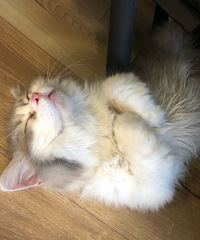 新接回家的小猫一点也不怕生,很活泼,晚上还要和我女儿一起睡觉