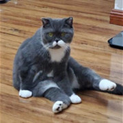都说它长得像黑猫警长