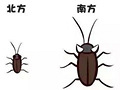 晚上看到只巨大的蟑螂