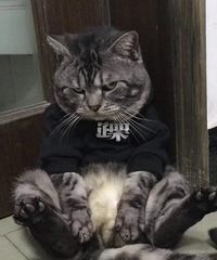 我家的两只猫感觉都有大哥气质,出去和其他猫打架都是占上风