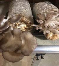 �ҳԵ�Ģ���Լ��֣�����ʱ����ջ��ˣ������ּ򵥴�Ҷ�������