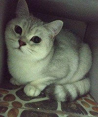 ��С�����Ѿ��һ�μ��棬С������˻�ֱ�ӱ��ŵ�����̨...