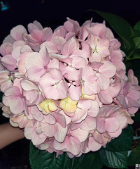 晒晒我家的花:尤其钟爱大花绣球,前期是绿色,后面会变粉
