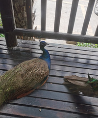 三伏天周末,坐轨道公交去璧山泡温泉,吃美食