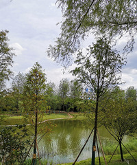 两岸花开,岸绿景美,苦溪河畔走一圈