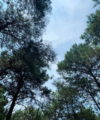 松林.蝉鸣.蚊子咬—初体验玉峰山房车营地