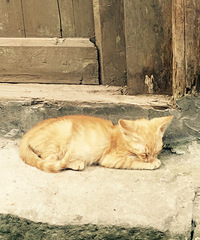 中山古镇消遣,免费看好多猫猫超可爱,小吃也很棒