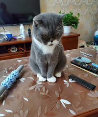 我回家晚了也要被猫主子用眼神恨,你们快来瞧瞧它这可怕的眼神