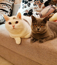 ɹɹҼֻӢ̣è˰ẹ̀˫˫