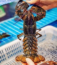 这里的海鲜简直是白菜价,终于可以做顿丰盛的海鲜大餐犒劳自己了