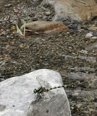 金佛山避暑三日游