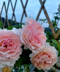 ̫ˣܶҶӶɹˣҲֻʣ´ͷ