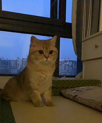 又到了每月固定晒猫时间:它这张又大又圆的脸,每天都要把我萌翻