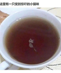 世界上有一种“猫毒”,中了这种毒的人看影子、塑料袋都像猫…