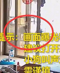 准研究生借住朋友家虐狗致其重伤