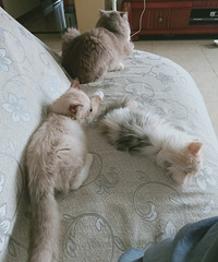 家里的猫主子占位置很厉害,好吧太妃椅让给你们,我睡地板吧