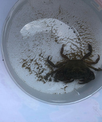 找了晒不到太阳的地方耍水,可以烧烤露营和游泳