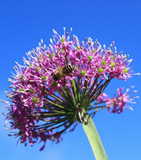 ԭ¥¿Ĳ֪СǾ²˻ɫɫ