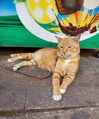 大坪这家小卖部的猫感觉要成网红了,原来论坛这么多人都认识它呀