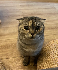 我们家的大眼萌猫真的太乖了,它的每张照片都适合拿来做手机屏保