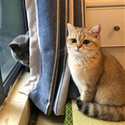 每月固定晒猫时间